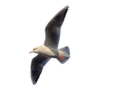 Kara Kafalı Martı (Chroicocephalus ridibundus) kış tüylerinde. Uçuşta beyaz arkaplanda izole