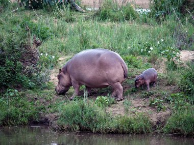 Hippo (Hippopotamus amfibi) Zimbabwe, Afrika 'da Zambezi Nehri' nin yanında