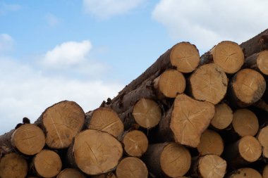 Mavi gökyüzüne karşı bir yığın kesik tahta kütük.