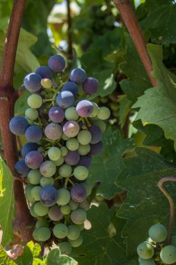 Tuscany 'de üzümlü olgun üzümler