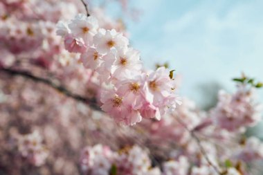 Bulanık arka planda birkaç pembe çiçekle birlikte pembe bir çiçeğin yakın çekimi. Güzellik ve sükunet kavramı, pembe çiçekler tamamen açtığı ve genel manzara huzurlu olduğu için.