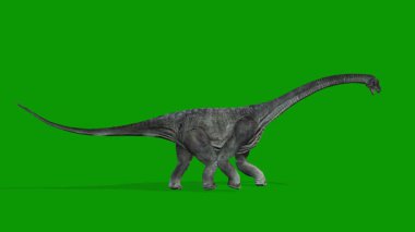 Gerçekçi Carnotaurus Sağda Yürüyen Yeşil Ekran Video-Jurassic Dinozor VFX Klip