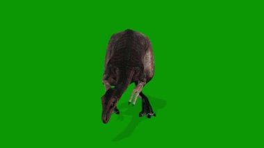 3D Dinozor Animasyonu Yeşil Ekran Video-Dinozor Yeme Önü