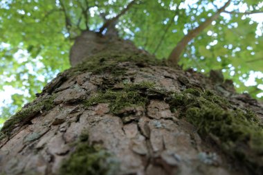 Ağaç gövdesinin görüntüsünü kapat