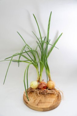 Beyaz arka planda kökleri olan yeşil filizlenmiş soğan.