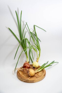 Beyaz arka planda kökleri olan yeşil filizlenmiş soğan.