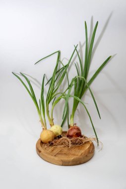 Beyaz arka planda kökleri olan yeşil filizlenmiş soğan.