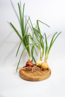 Beyaz arka planda kökleri olan yeşil filizlenmiş soğan.