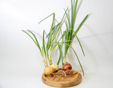 Beyaz arka planda kökleri olan yeşil filizlenmiş soğan.