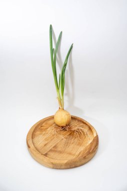 Beyaz arka planda kökleri olan yeşil filizlenmiş soğan.