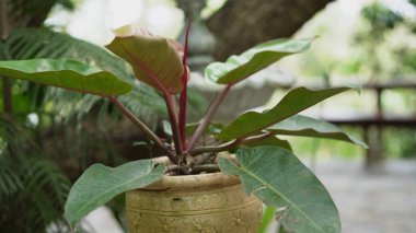 Dışarıdaki dekoratif kapta büyük yeşil yapraklı canlı saksı bitkisi.