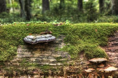 bir hub ile eski ağaç