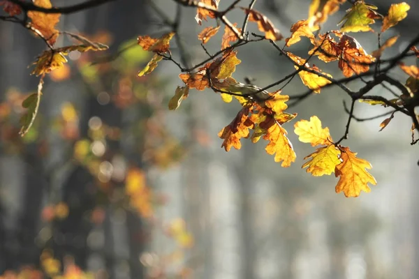 Hojas de roble de otoño — Foto de Stock