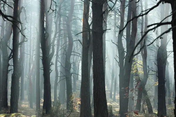 Forest in fog — Stock Photo, Image