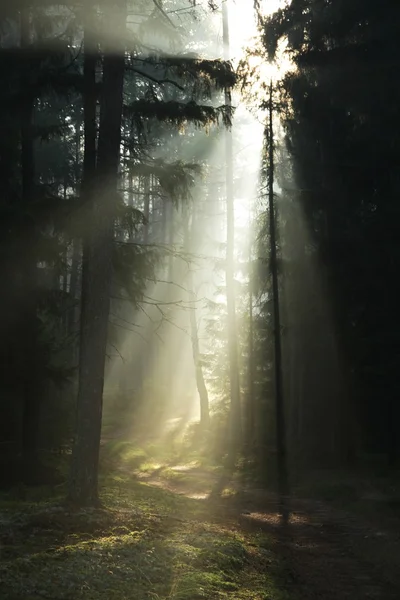 Промені сонця проникають через ліс — стокове фото