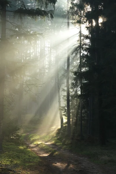 Напівпрозоре сонце через гілки дерев — стокове фото