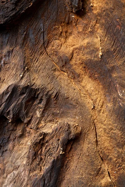 Eski bir ağaç gövdesi parçası