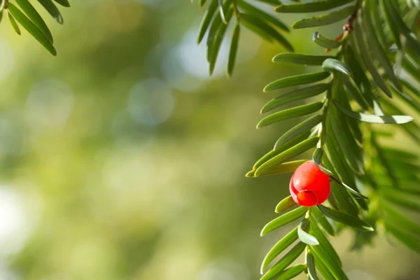 güzel bir arka plan ile porsuk fışkın