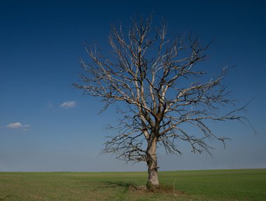 Yalnız, solmuş ağaç