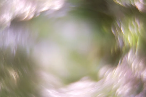 pembe, çarpık heather çiçekler