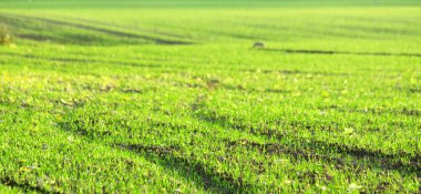 taze yeşil çim halı ile kaplı küçük bir tepe