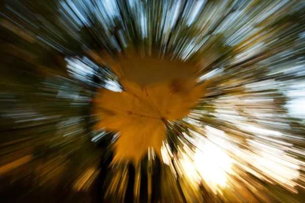 ışık düşen yaprak çizgileri