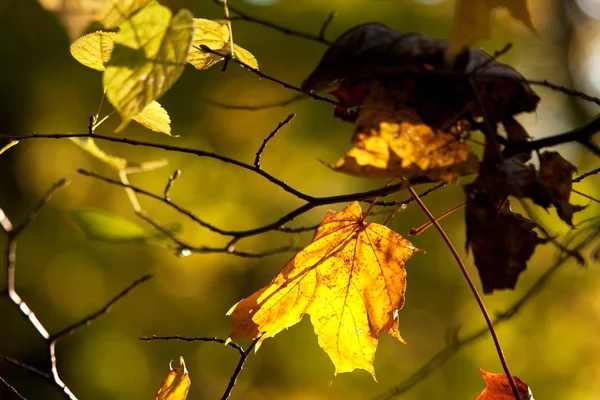Осіннє листя на зелено-жовтому тлі — стокове фото