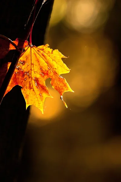 sarı-kırmızı akçaağaç yaprağı