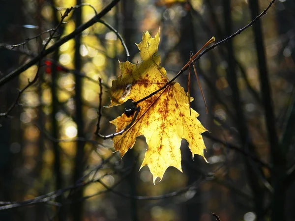 Frunză de arțar pe un fundal întunecat — Fotografie, imagine de stoc