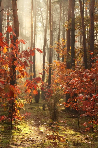 Nascer do sol na floresta de outono — Fotografia de Stock