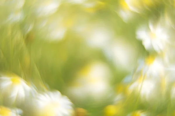 在草地上的扭曲的甘菊 — 图库照片