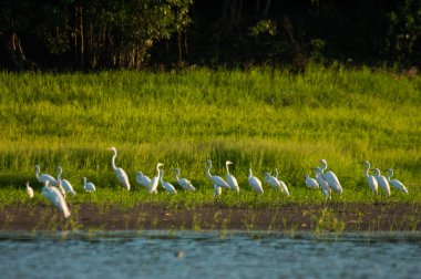 Ardea albas, kuşlar 