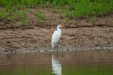 Ardea alba, kuş 