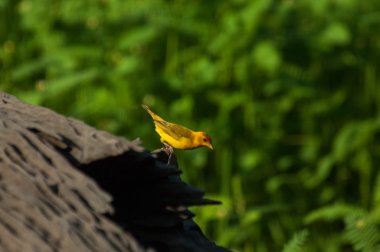 Turuncu önlü sarı-finch