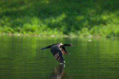 neotropic karabatak, Brezilya