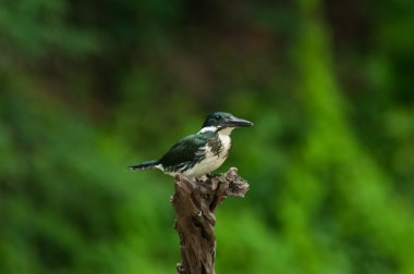 Amazon Kingfisher, Brezilya