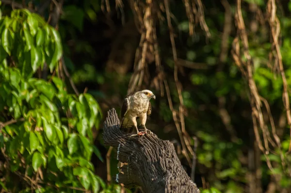 Milvago chimachima, Brasile — Foto Stock