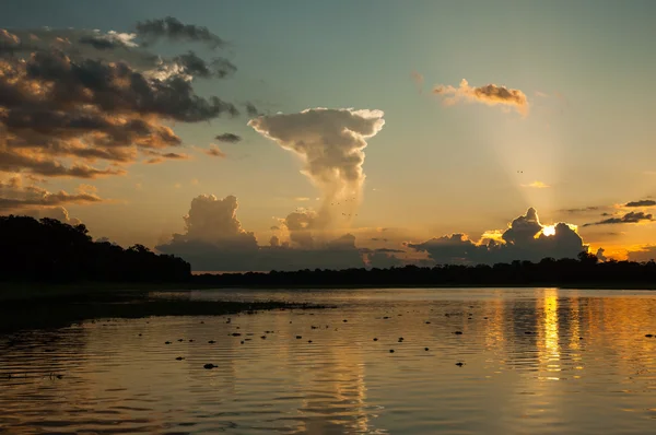 Alligators in Amazon,  Sustainable development reserve — Stock Photo, Image