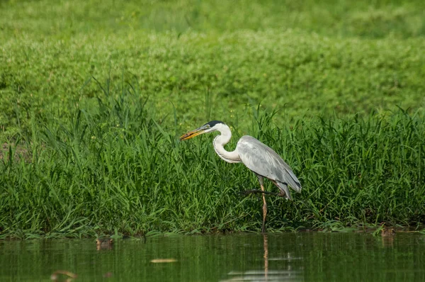 Cocoi heron in water — Stock Photo, Image
