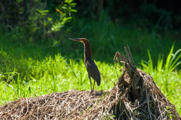 Rufescent tiger-heron — Stock Photo, Image