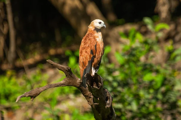 Schwarzhalsfalke — Stockfoto