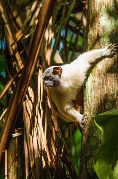 Pied Tamarin auf Baum — Stockfoto