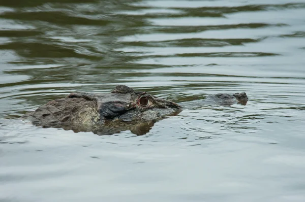 alligator, Sustainable development reserve