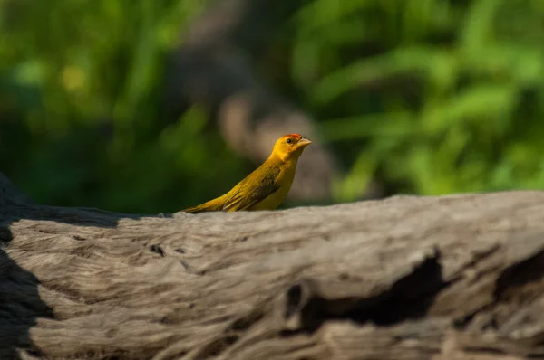 Πρόσοψη πορτοκαλί κίτρινο-finch — Φωτογραφία Αρχείου