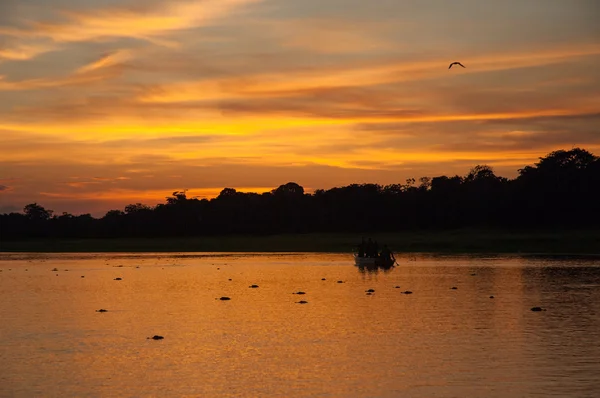 Alligators in Amazon,  Sustainable development reserve — Stock Photo, Image