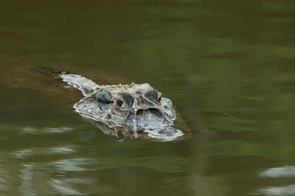 Alligator, hållbar utveckling reserv — Stockfoto