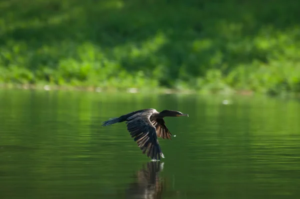 Neotropic cormorant, Brazil — Stock Photo, Image