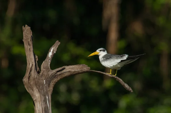 Large-billed tern — Stock Photo, Image