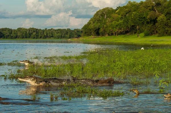 Jacarés na reserva de desenvolvimento sustentável — Fotografia de Stock