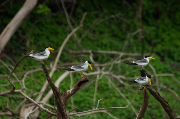 Large-billed terns — Stock Photo, Image